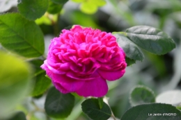 jardin soir et matin 019.JPG