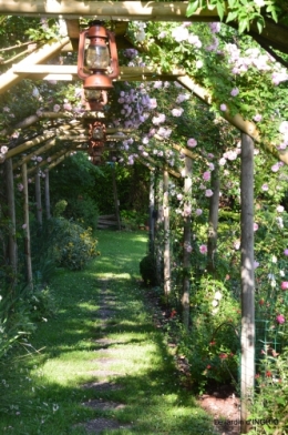 les roses,les 4 filles,jardin,Julie,coquelicots,cygnes 004.JPG