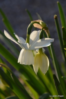 orchidée,puces à Creysse,jardin 038.JPG