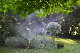 jardin,gléditzia,fleurs Beaumont,pavot ,lys,orchidée 002.JPG