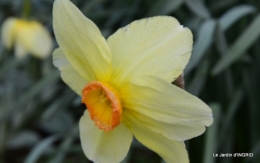 jardin (3 semaine de mars) 021.JPG