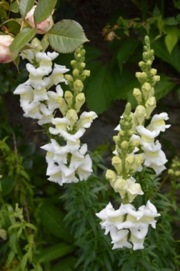 rosiers,fleurs blanches,pollen,magasin 100.JPG