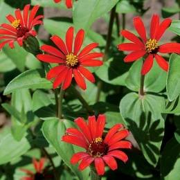 red-spider-zinnia.jpg