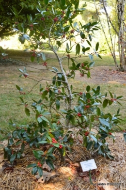 La Romieu,Coursiana,chez Renée,Ginkgo biloba 095.jpg