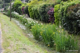 canal,fleurs blanches,marguerites,LE FLEIX,osier 079.JPG