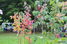 Neuvic,jardin,champignons canal 136.JPG