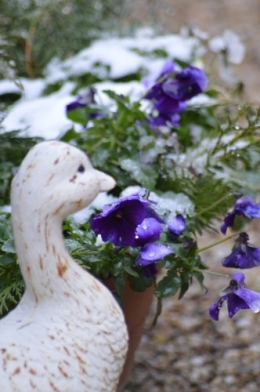 givre,primevère bleue,jonquilles,nichoirs 023.JPG