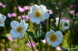 Fleurettes,Dordogne,jardin 151.JPG