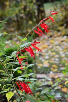jardin serre bucher automne 014.JPG