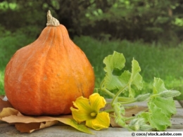 potimarron-fleur-600x450.jpg
