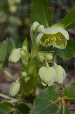 mésange charbonnière