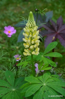jardin,chez Bernadette,puces,cygnes,pluie 126.JPG