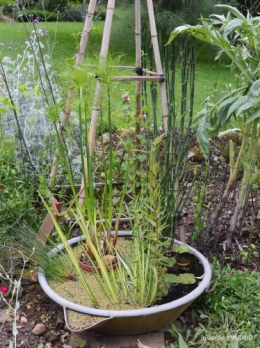 potager,chenille,pour le 18 juin,tour du jardin 009.JPG