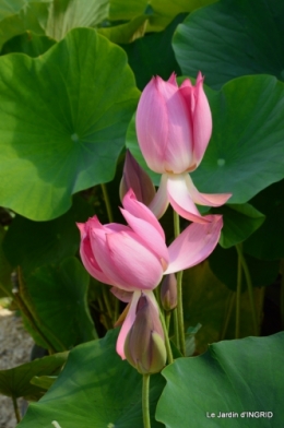 les jardins d'eau de Carsac 141.JPG