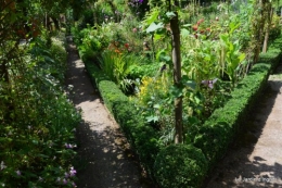 jardin,petit jardin,nénuphard,papillons 046.JPG