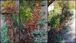 2014-11-21 jardin et travaux d'automne2.jpg