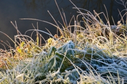givre,maison,oiseaux 046.JPG