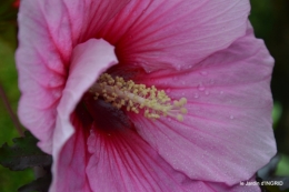 Ines,bouquet,hibiscus rose,cygnes,jardin 063.JPG