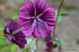 moi,Trémolat,Limeuil,Mombazillac,Bridoire,chèvres Banes,jardin,R 167.JPG