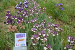 serre,iris,ancolie,iriseraie Papon,moulin 159.JPG