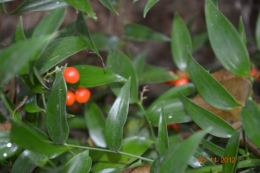 pyracantha,cotoneostère,phitollaca,savonnier,fusain,raisin,kaki,févier,calicarpa,cynorrhodrons