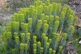 les euphorbes,jacinthes,jonquilles,forsythia,cognassier du japon,coronille,cardamine,magnolia,coucou,mahonia,érable