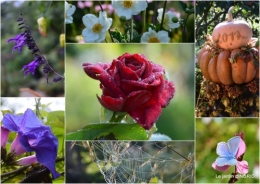 2017-09-29 canal dentelles,Nernadette,fleurettes,apres tonte2.jpg