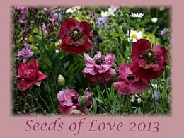 Seeds-of-Love-2013-logo.jpg