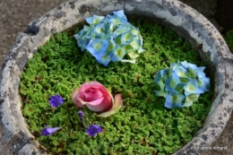 fleurs bleues,hortensia bleu,moi bébé 023.JPG