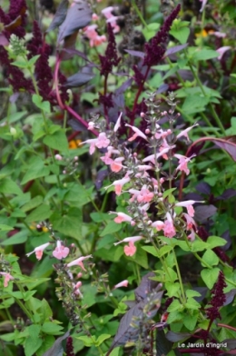 sauges,lantanas,Julie,Bernadette,canal,jardin 226.JPG