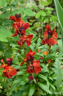 tour de jardin d'avril ,tonte 005.JPG