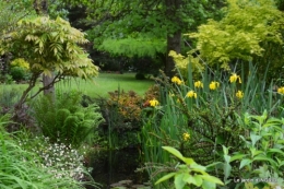 roses,jardin,Le Fleix,bleu 078.JPG