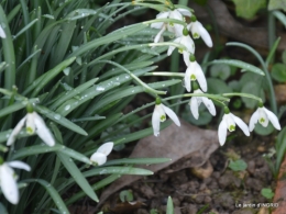 février,perces-neiges,hamamélis,paquerettes 050.JPG