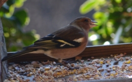 les oiseaux,les poules d'eau 027.JPG