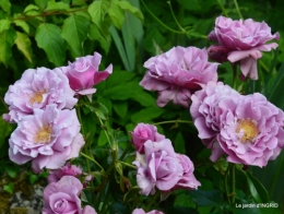roses,visiteuses,Sophie 012.JPG