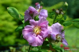 chez Fabien,tour du jardin,épouvantails 046.JPG