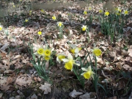 nicky et les jonquilles 034.JPG