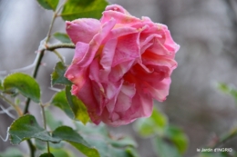 première gelée,décos Noel Jardiland Proflora 052.JPG
