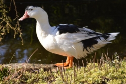 le canard blanc,crocus,petasite,magnolia 046.JPG