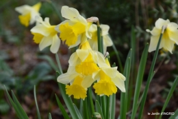 jonquilles dans les bois 017.JPG