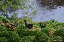jardin pluie,chateau Losse 135.jpg