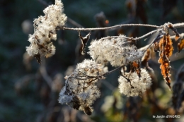 Mompazier,oiseaux,givre 073.JPG