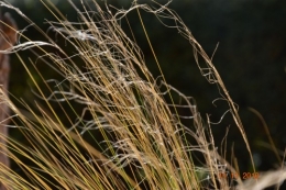 petit érable,le canal et lejardin àl'automne 080.JPG