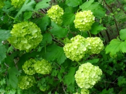 avril2012 154.JPG