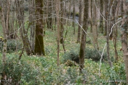 les jonquilles des bois 012.jpg