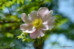 Cadouin,ancolies,roses,pollen,osier,photos Fabien,coquelicots 143.JPG