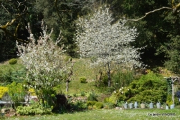 cygnes,osier ,printemps,jardiland 064.JPG