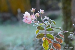 givre,jardin,bouquet 012.JPG