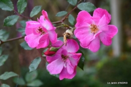 brume,dentelles,fleurs,Noel Jardiland 042.JPG
