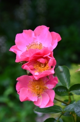 DSC_0676.JPG